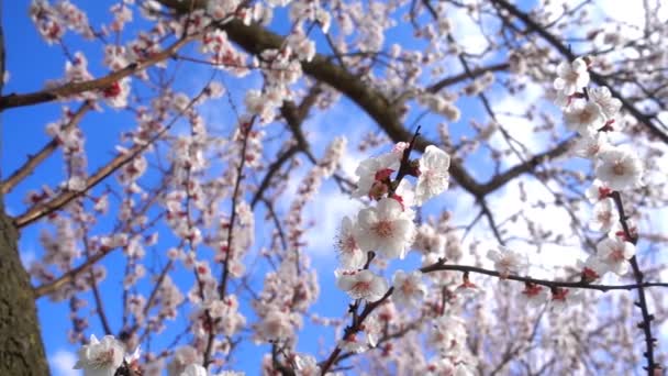 Βερίκοκο Λουλούδι Στο Δέντρο Στη Φύση — Αρχείο Βίντεο