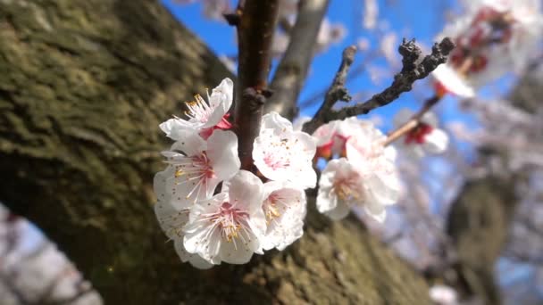 Fleur Abricot Sur Arbre Dans Nature — Video