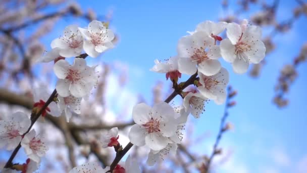 Aprikosenblüte Auf Baum Der Natur — Stockvideo