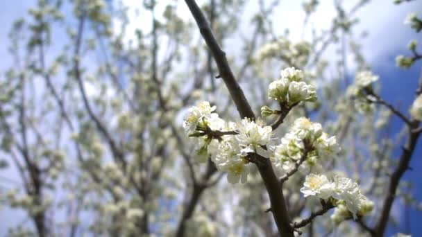Δαμάσκηνο Λουλούδι Στο Δέντρο Στη Φύση — Αρχείο Βίντεο