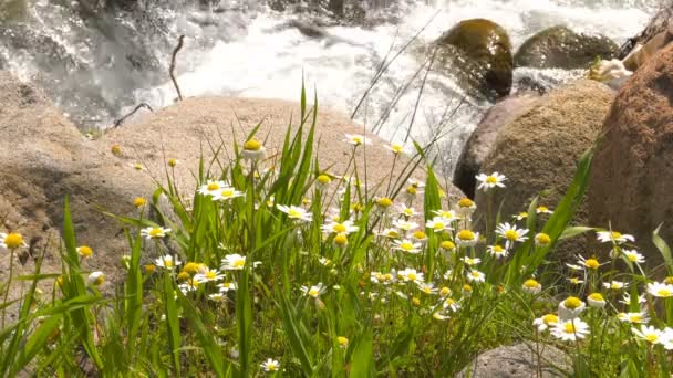 Marguerite Blanche Cascade — Video