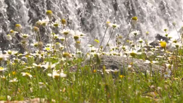 Margarita Blanca Cascada — Vídeo de stock