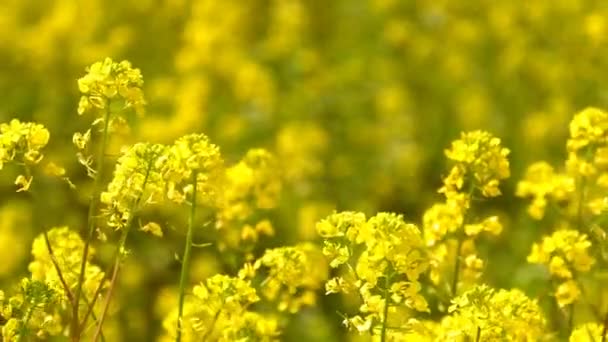 Hojas Plantas Amarillas Día Ventoso — Vídeo de stock