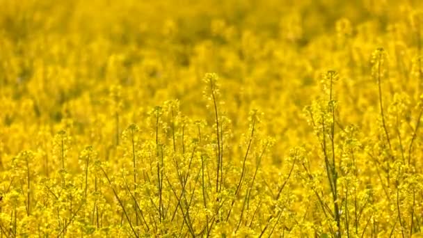 Hojas Plantas Amarillas Día Ventoso — Vídeos de Stock