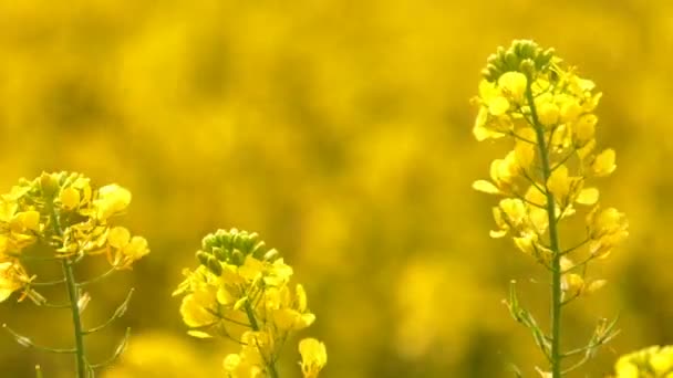 Yellow Plant Leaves Windy Day — Stock Video