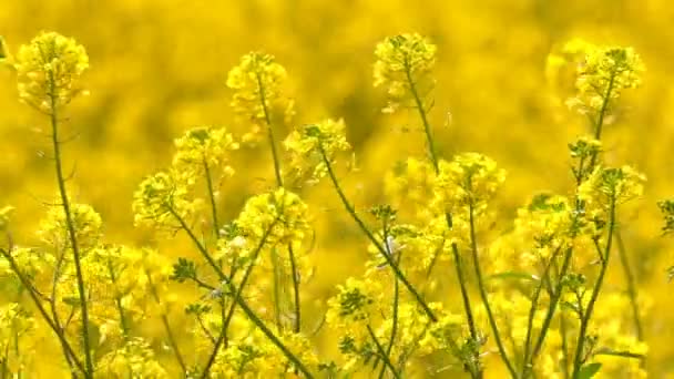 風の強い日に黄色の植物が葉 — ストック動画