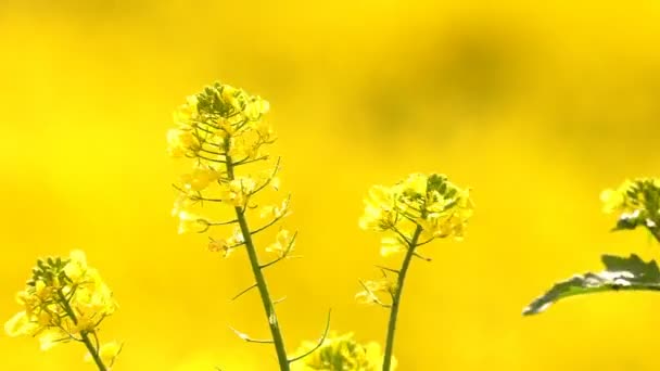 Folhas Plantas Amarelas Dia Ventoso — Vídeo de Stock