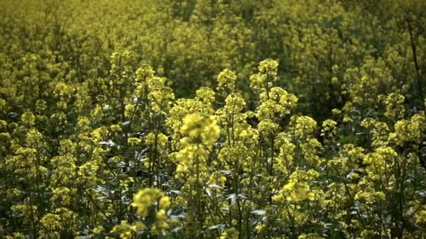 Feuilles de plantes jaunes en journée venteuse 