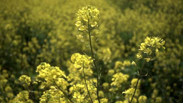 Hojas Plantas Amarillas Día Ventoso — Vídeo de stock