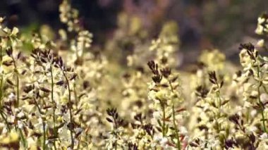 Rüzgarlı gün doğada çiçekler