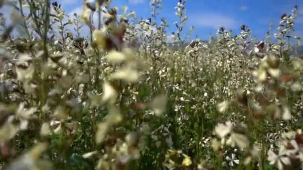 Fleurs Dans Nature Journée Venteuse — Video