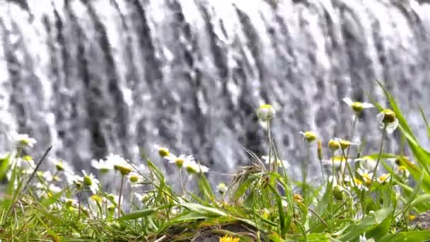 White Daisy Waterfall — Stock Video