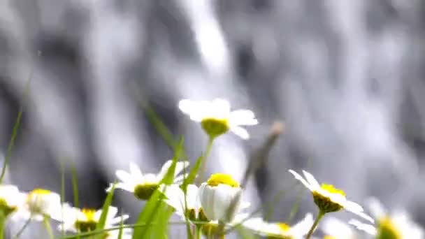 Witte Daisy Waterval — Stockvideo