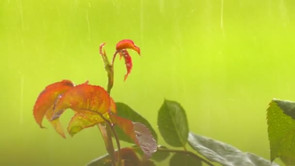 Chuva Planta Verde Natureza — Vídeo de Stock
