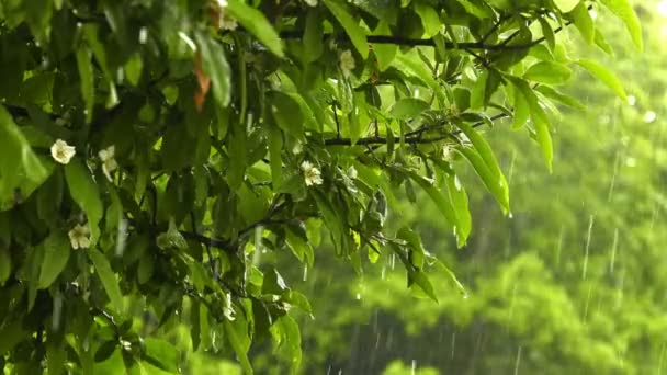 Regenen Groene Plant Natuur — Stockvideo