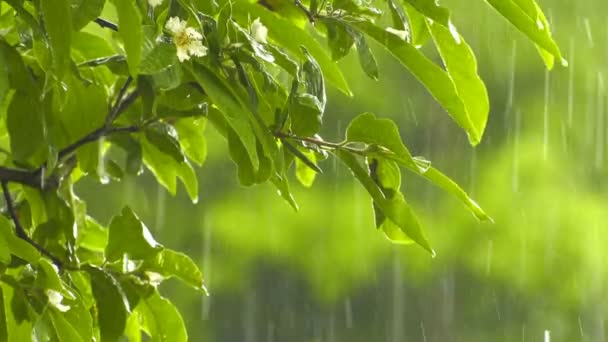 Βροχή Στο Πράσινο Φυτό Στη Φύση — Αρχείο Βίντεο
