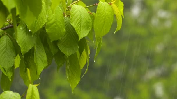 Regen Auf Grüne Pflanzen Der Natur — Stockvideo