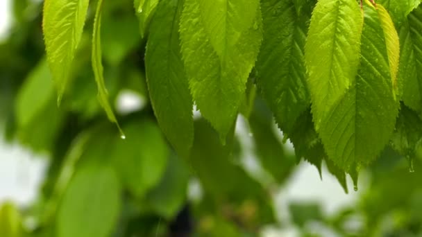 Chuva Planta Verde Natureza — Vídeo de Stock