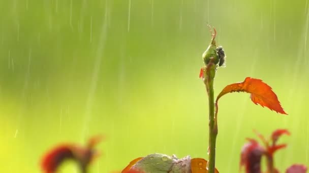 雨在大自然中的绿色植物 — 图库视频影像