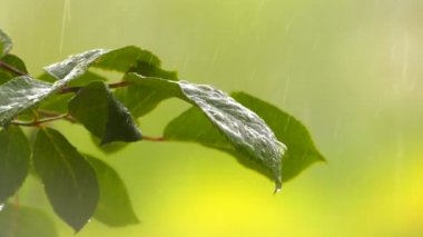 Doğada Yeşil Bitki Yağmur