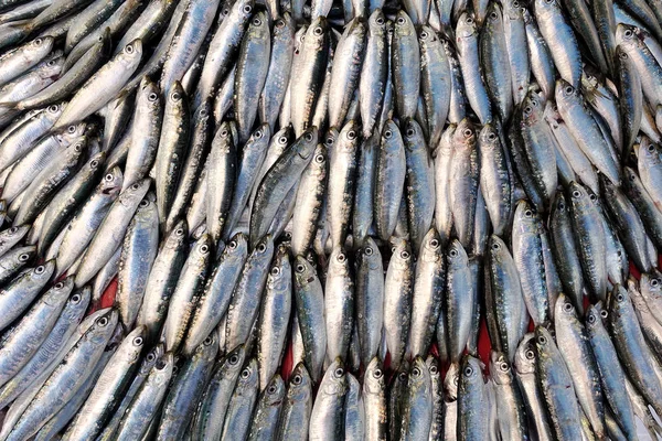 Visvoer in een vismarkt stand — Stockfoto