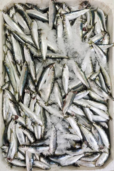 Alimentos para peixes em um carrinho de mercado de peixe — Fotografia de Stock