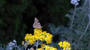 Sarı çiçekler üzerinde Vanessa cardui adlı kelebek
