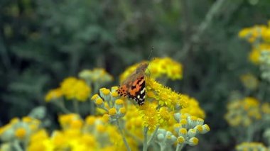 Sarı çiçekler üzerinde Vanessa cardui adlı kelebek