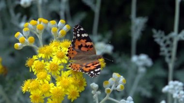 Sarı çiçekler üzerinde Vanessa cardui adlı kelebek