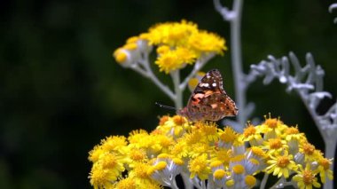 Sarı çiçekler üzerinde Vanessa cardui adlı kelebek