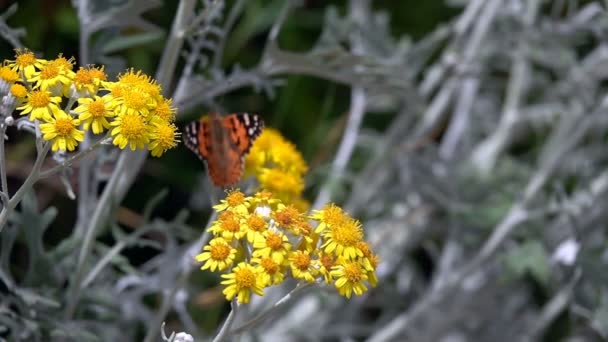 Schmetterling Namens Vanessa Cardui Auf Gelben Blüten — Stockvideo