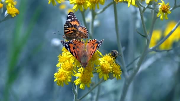 Schmetterling Namens Vanessa Cardui Auf Gelben Blüten — Stockvideo