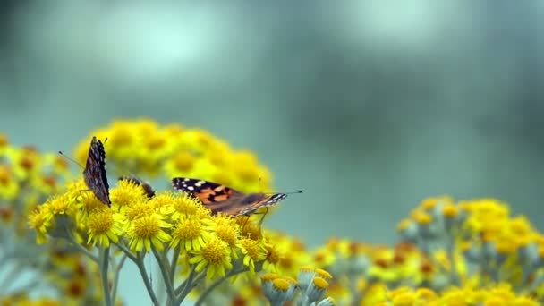 Schmetterling Namens Vanessa Cardui Auf Gelben Blüten — Stockvideo