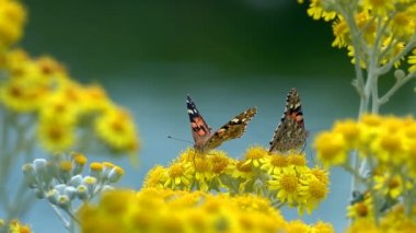 Sarı çiçekler üzerinde Vanessa cardui adlı kelebek