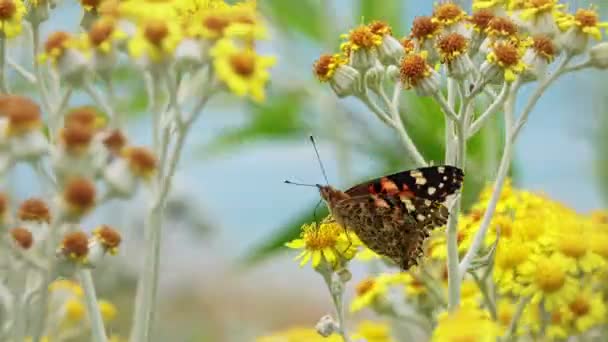 Schmetterling Namens Vanessa Cardui Auf Gelben Blüten — Stockvideo