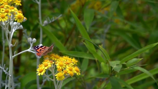 Farfalla Nome Vanessa Cardui Fiori Gialli — Video Stock