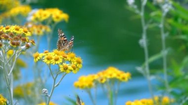 Sarı çiçekler üzerinde Vanessa cardui adlı kelebek