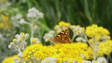 Sarı çiçekler üzerinde Vanessa cardui adlı kelebek
