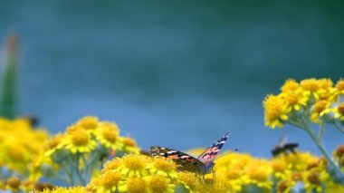 Sarı çiçekler üzerinde Vanessa cardui adlı kelebek