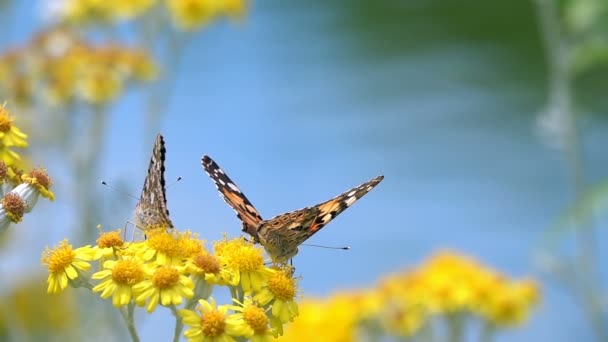 Motyl Imieniem Vanessa Cardui Żółte Kwiaty — Wideo stockowe