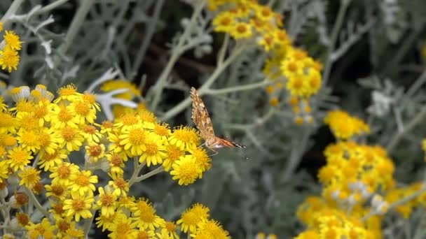 Farfalla Nome Vanessa Cardui Fiori Gialli — Video Stock