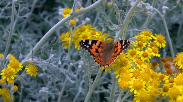 Butterfly Genaamd Vanessa Cardui Gele Bloemen — Stockvideo