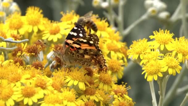 Fluture Numit Vanessa Cardui Flori Galbene — Videoclip de stoc