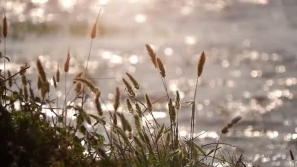 Reeds Lago Natureza — Vídeo de Stock