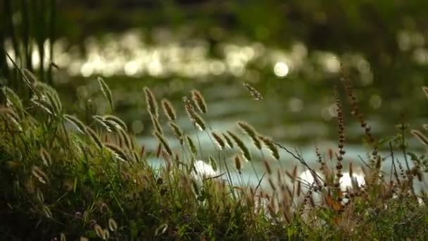 Rákosí Jezero Přírodě — Stock video