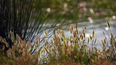 Sazlık ve doğa göl  