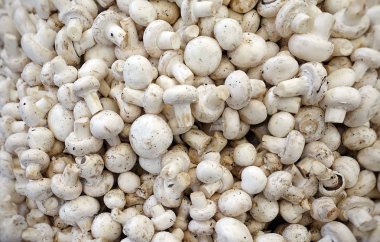 Sağlıklı Organik ve Taze Sebze mantarları