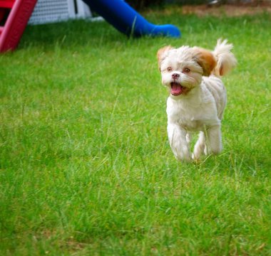 Yeşil Çim üzerinde Tatlı Sevimli Köpek