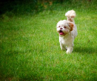 Yeşil Çim üzerinde Tatlı Sevimli Köpek