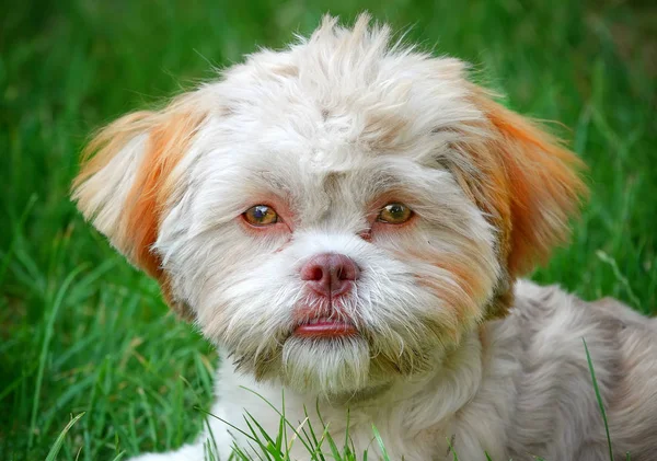 Söt söt hund på grönt gräs — Stockfoto